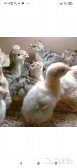 Индюшата домашние