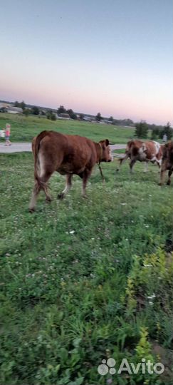Продам телку на мясо