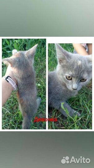 Кошка в дар бесплатно