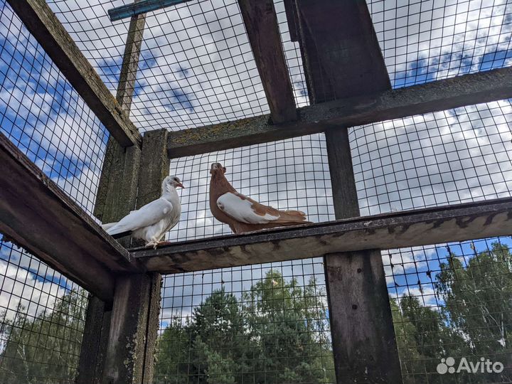 Голуби молодежь бакинские бойные