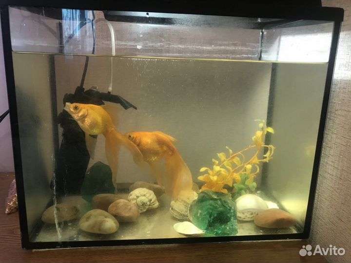 Аквариум