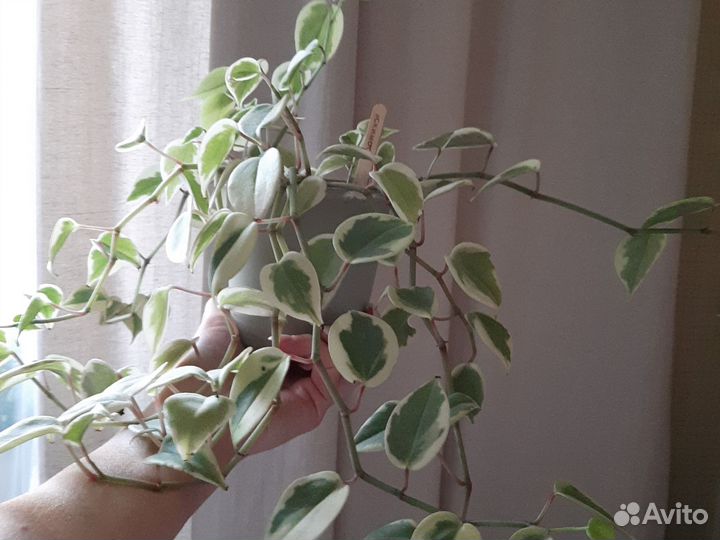 Пеперомия вариегатная