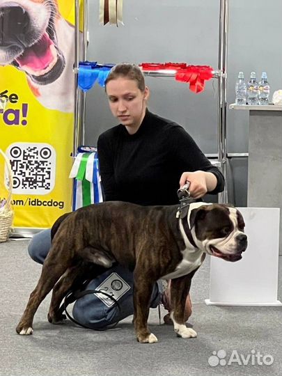 Ассистент ветеринарного врача