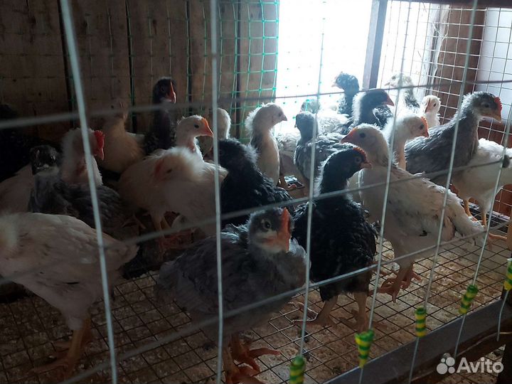 Куры несушки