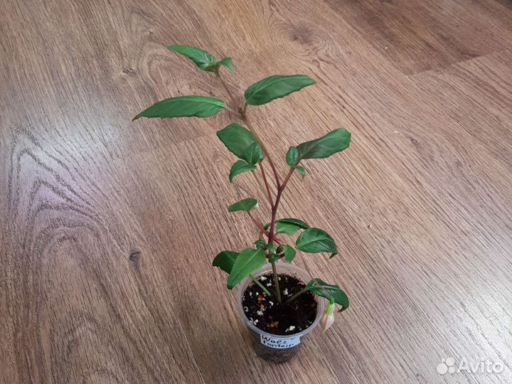 Kasteel van love, Alice Nahon и др