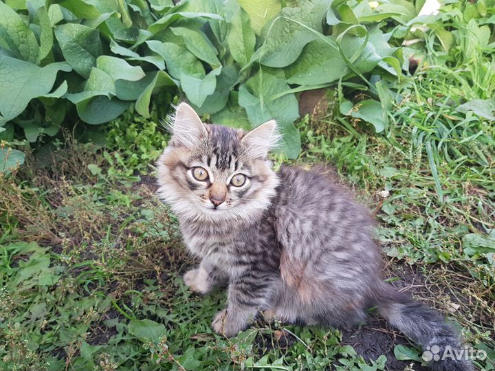 Кошечка 3 месяца