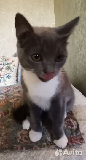 Котенок девочка, 5 мес