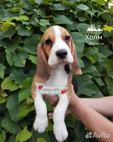 Щенки бигль