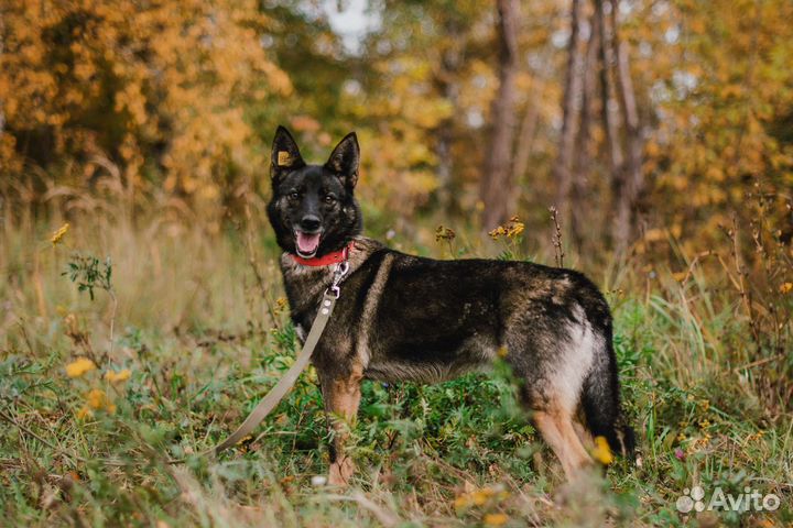 Стерилизованная собака Ульяна