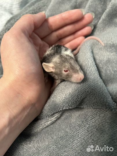 Крысёнок, крыса девочка