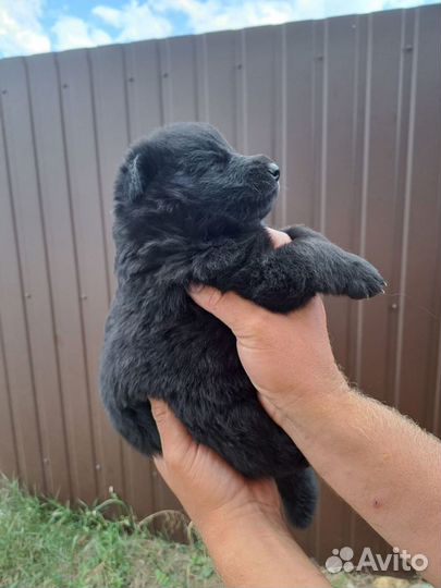 Щенки немецкой овчарки черные