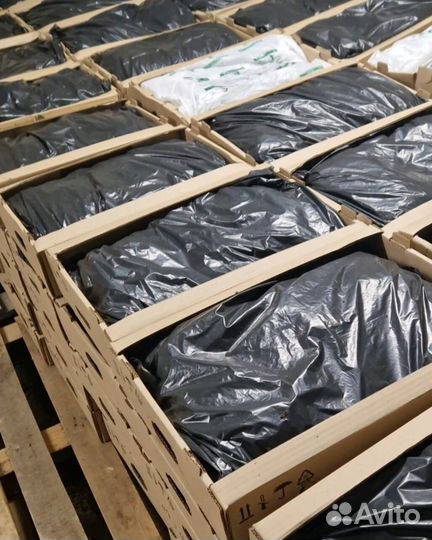 Саженцы сосны обыкновенной зкс