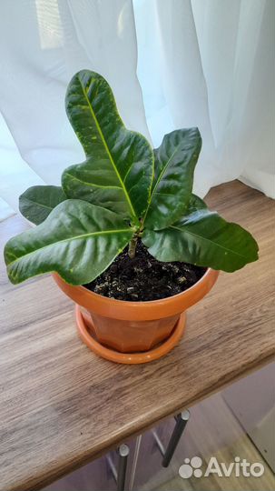 Кротон дуболистный