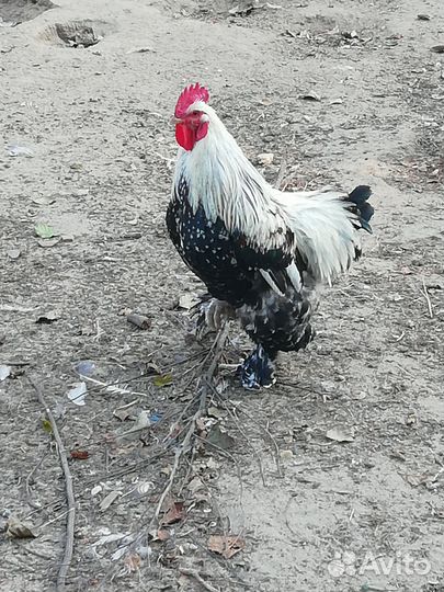 Петух брама
