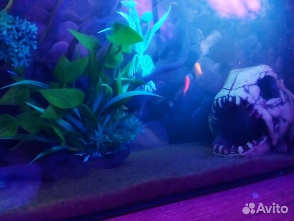 Аквариум