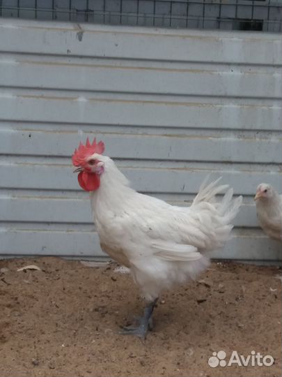 Молодой петушок Бресс Гальский