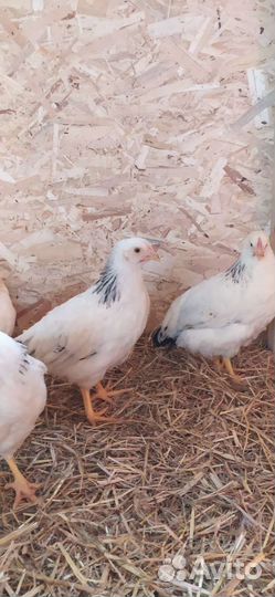 Куры молодки несушки