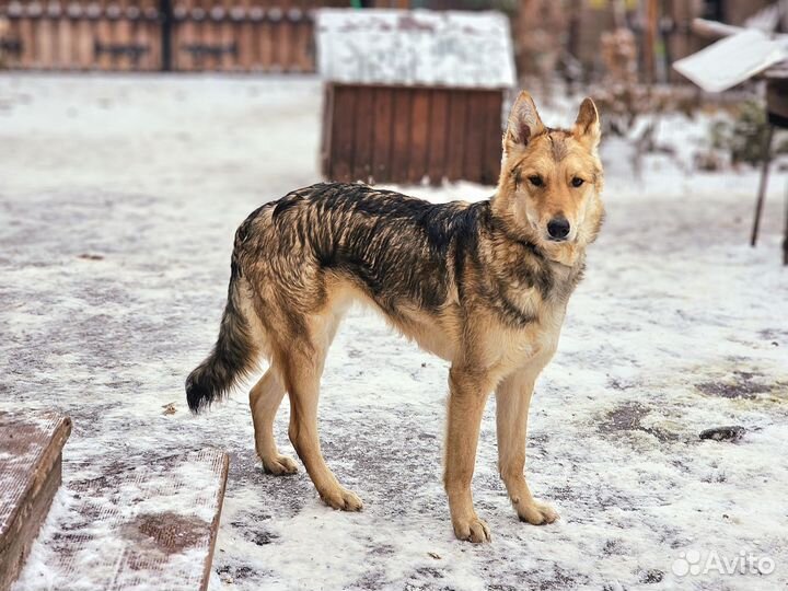 Отличный пёс Томми, высокий. Приучен к выгулу