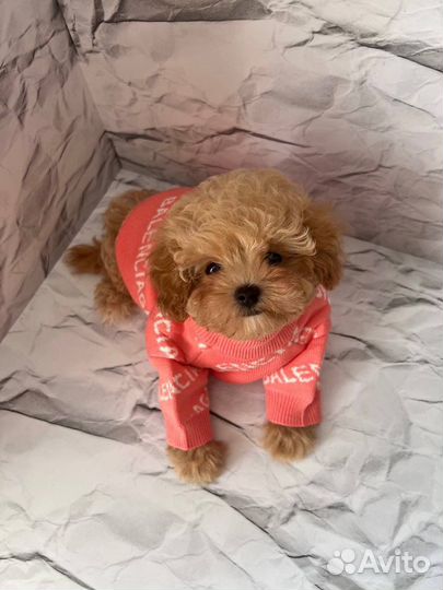 Мальтипу F1 premium mini