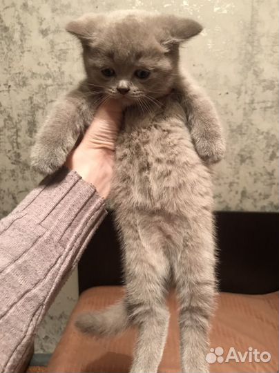 Британский котенок