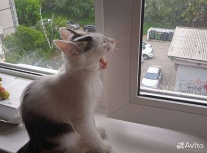 Котик Матвей