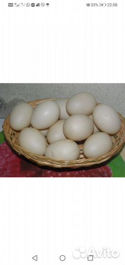 Яйца индоутки, куриные