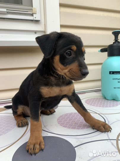 Метис той терьер