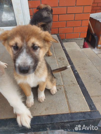 Щенки в добрые руки даром