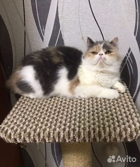 Экзотическая кошечка