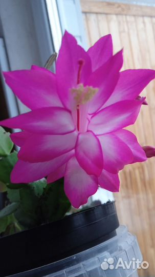 Шлюмбергера