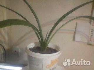 Комнатные цветы