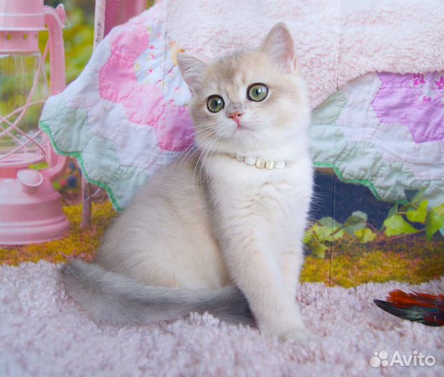 Британская кошечка ay12