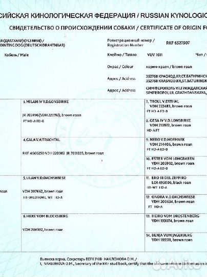 Щенки немецкой жесткошерстной легавой Дратхаар