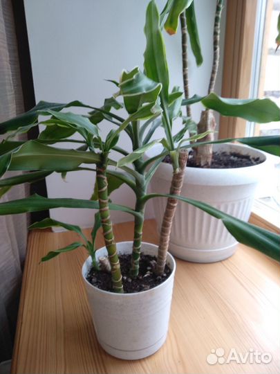 Драцена душистая