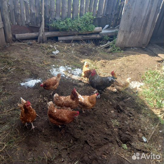 Куры несушки