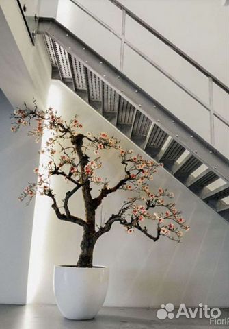 Декорирование растениями клиник кафе офисов домов объявление продам