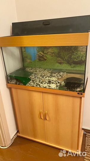 Черепаха с аквариумом