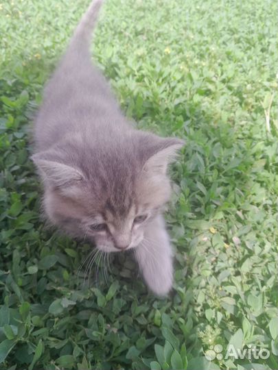 Котята в добрые руки, мальчики,бесплатно
