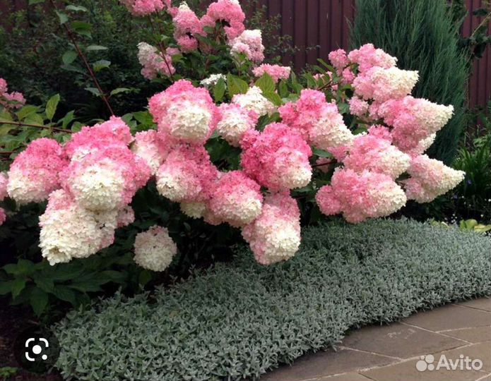 Гортензия метельчатая многолетняя