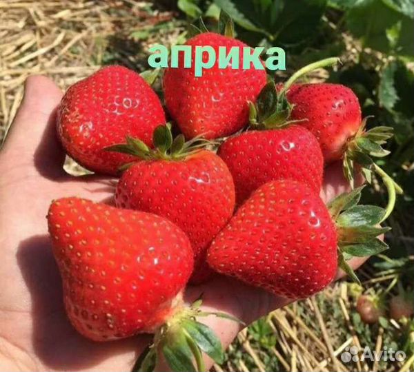 Рассада клубники