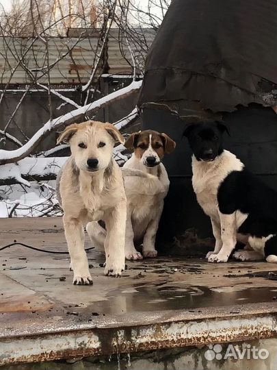 Щенки,мальчики