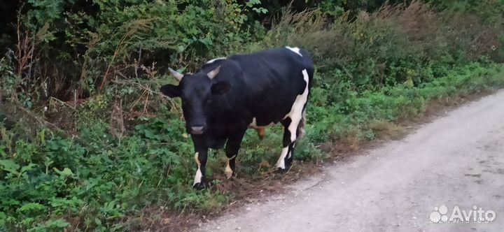 Бык и тёлка