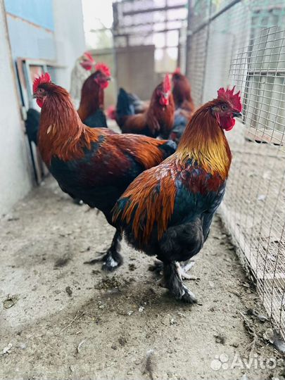 Молодые петухи 9 месяцев