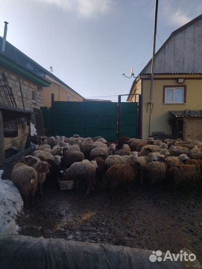 Овцы бараны ягнята