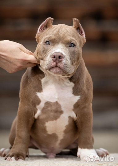 Собаки щенки