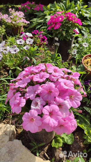 Петуния черенок на срез