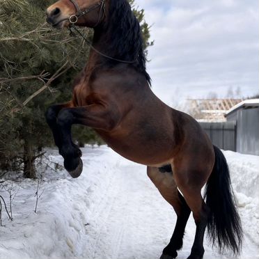 Жеребец на случку