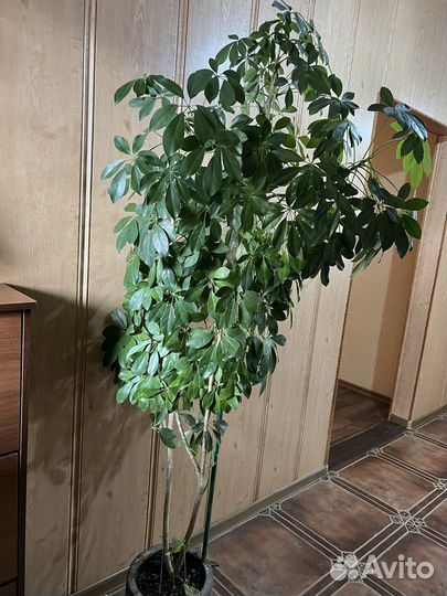 Шефлера 160см