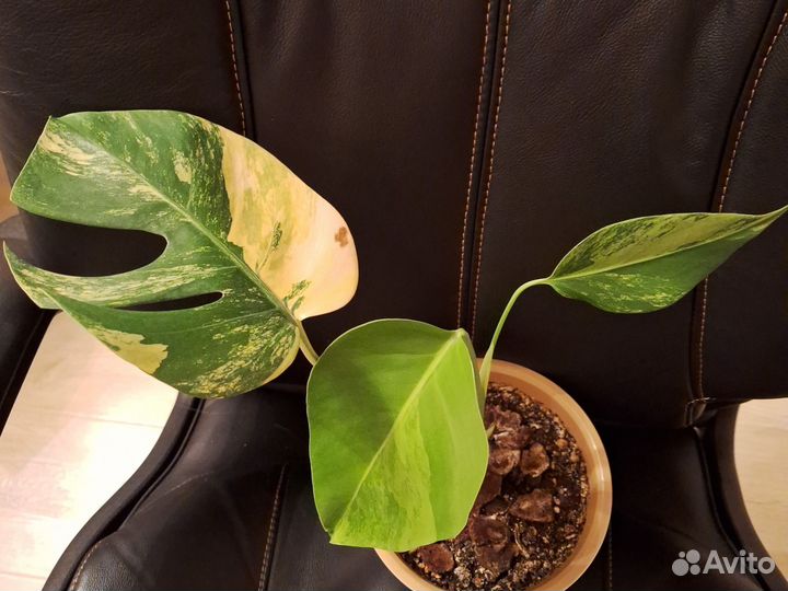 Монстера Борзигиана елоу