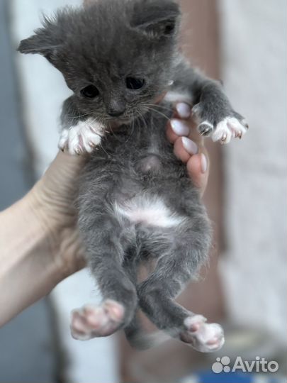 В добрые руки котята
